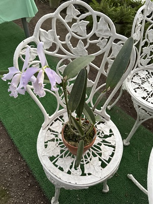 カトレア系名品等特別販売コーナー